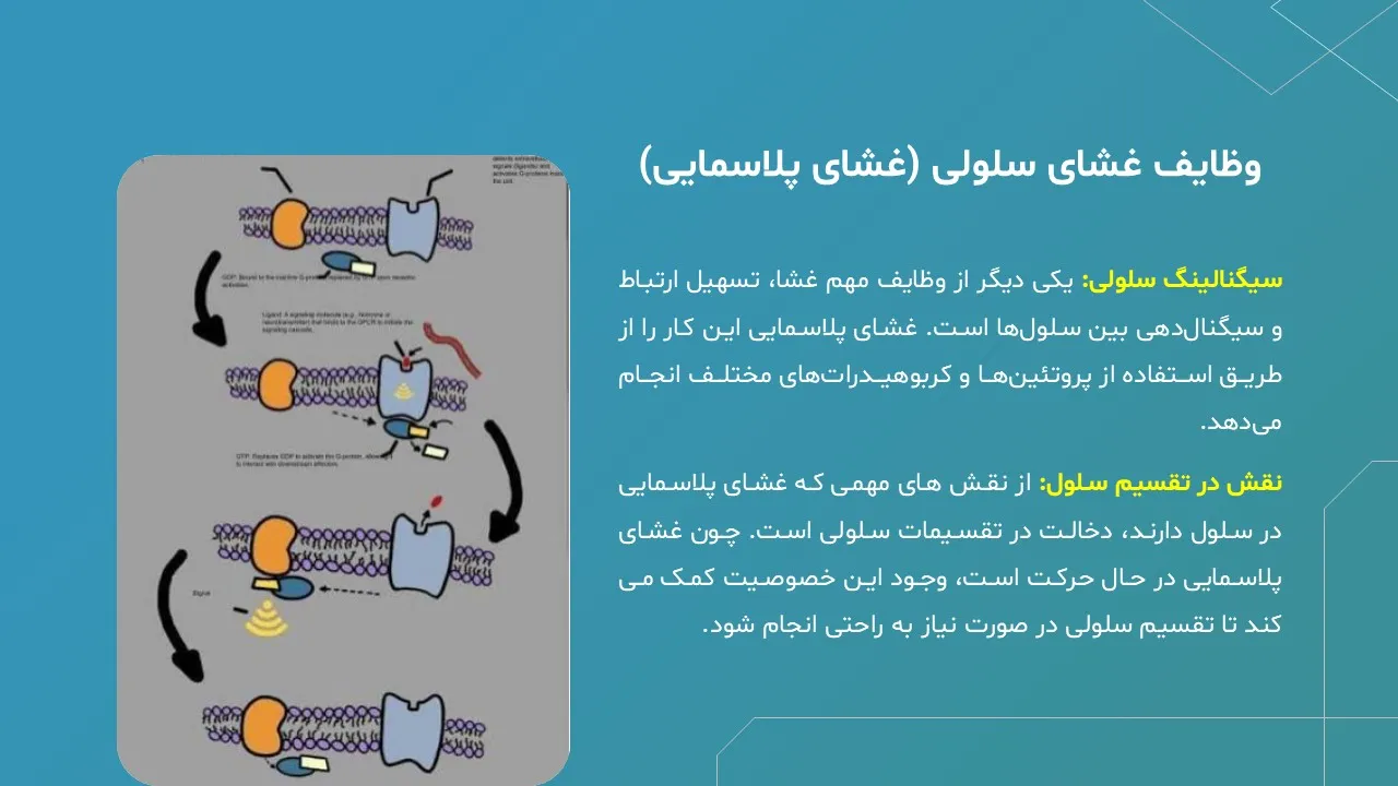 پاورپوینت غشای پلاسمایی یا غشای سلولی