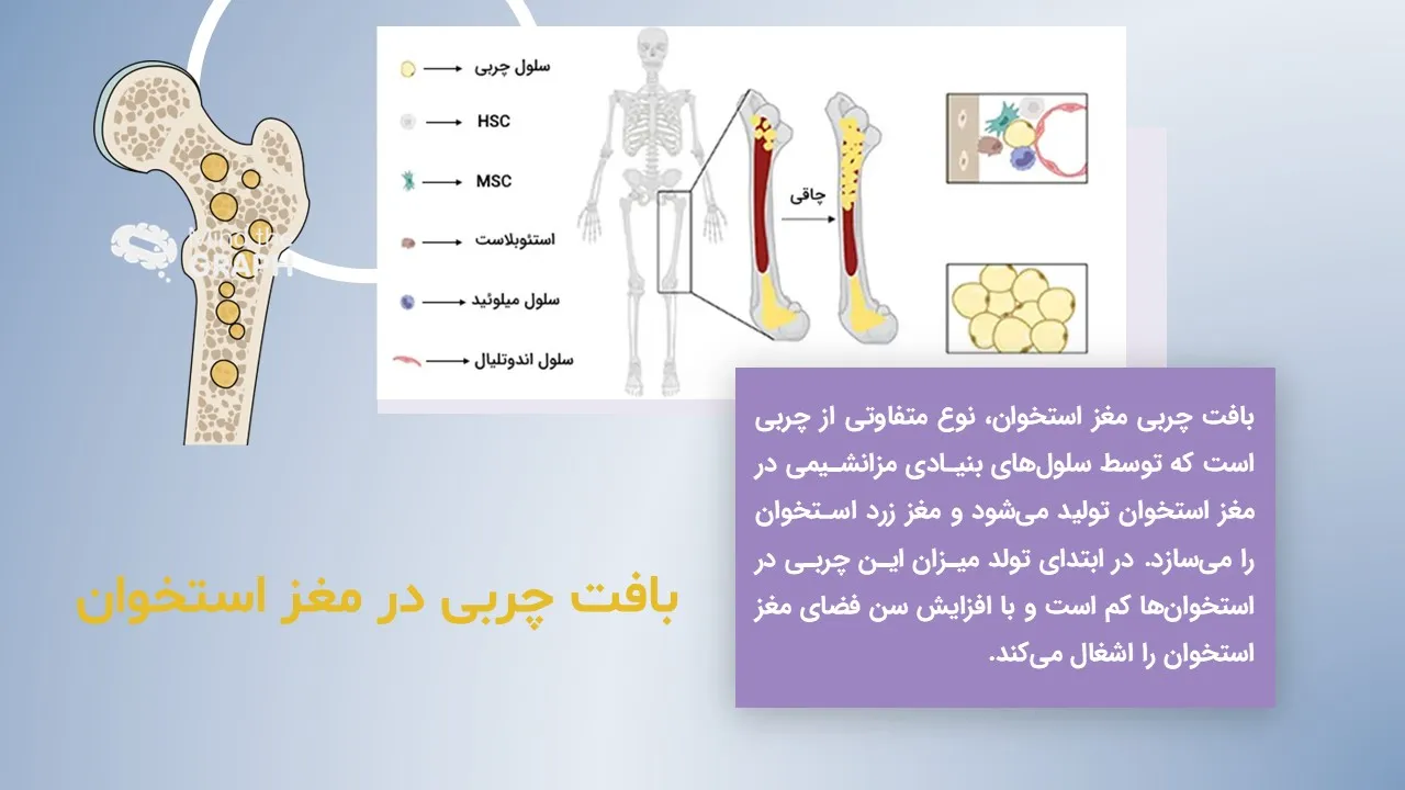 پاورپوینت ساختار و بیماری های مغز استخوان