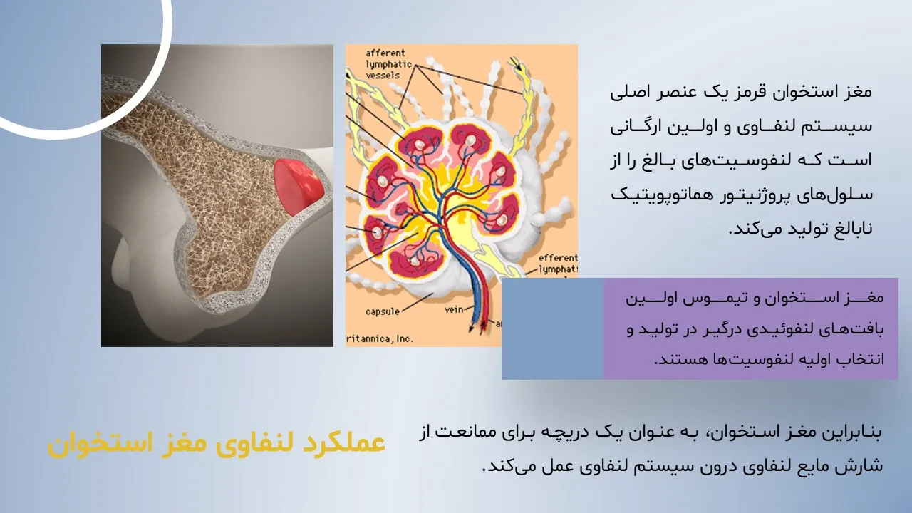پاورپوینت ساختار و بیماری های مغز استخوان