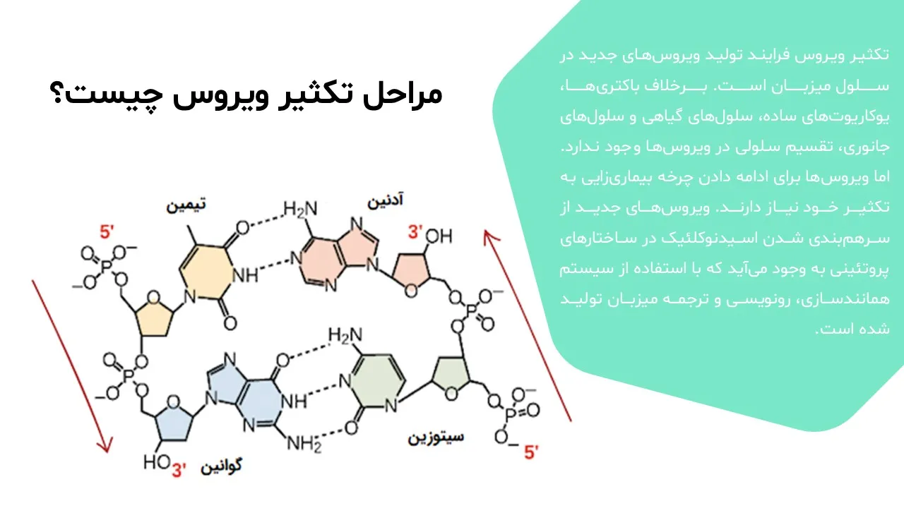 virus-replication-powerpoint-04 پاورپوینت تکثیر ویروس