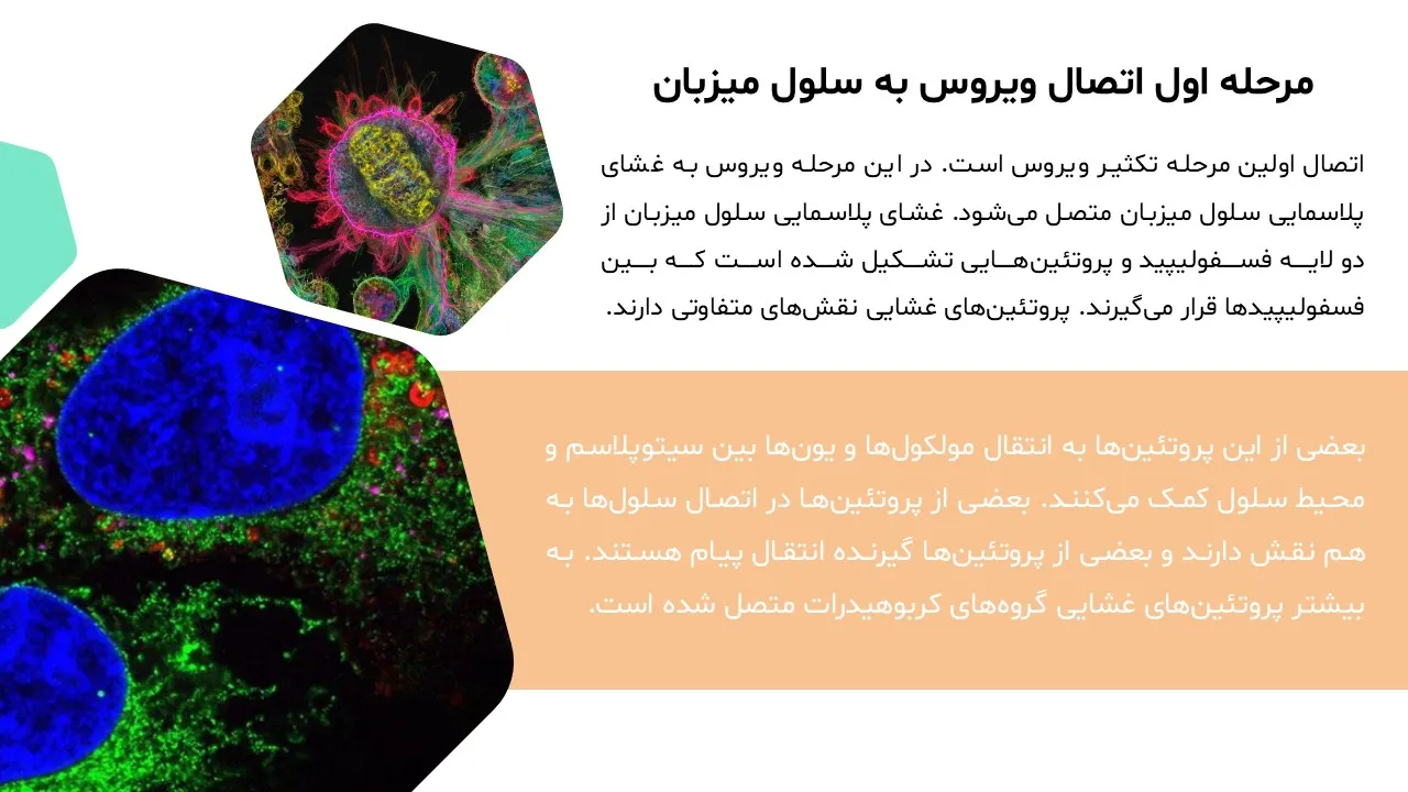 virus-replication-powerpoint-05 پاورپوینت تکثیر ویروس