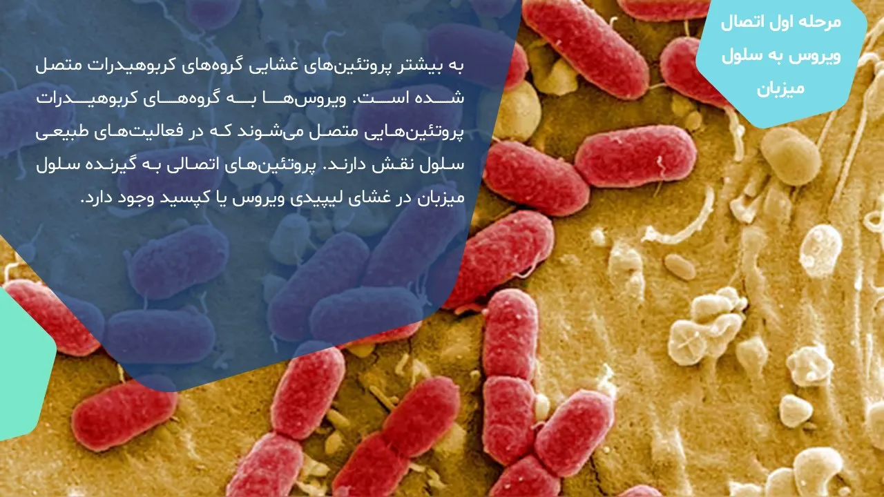 virus-replication-powerpoint-06 پاورپوینت تکثیر ویروس
