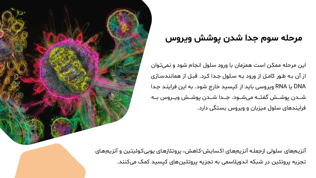 virus-replication-powerpoint-07 پاورپوینت تکثیر ویروس