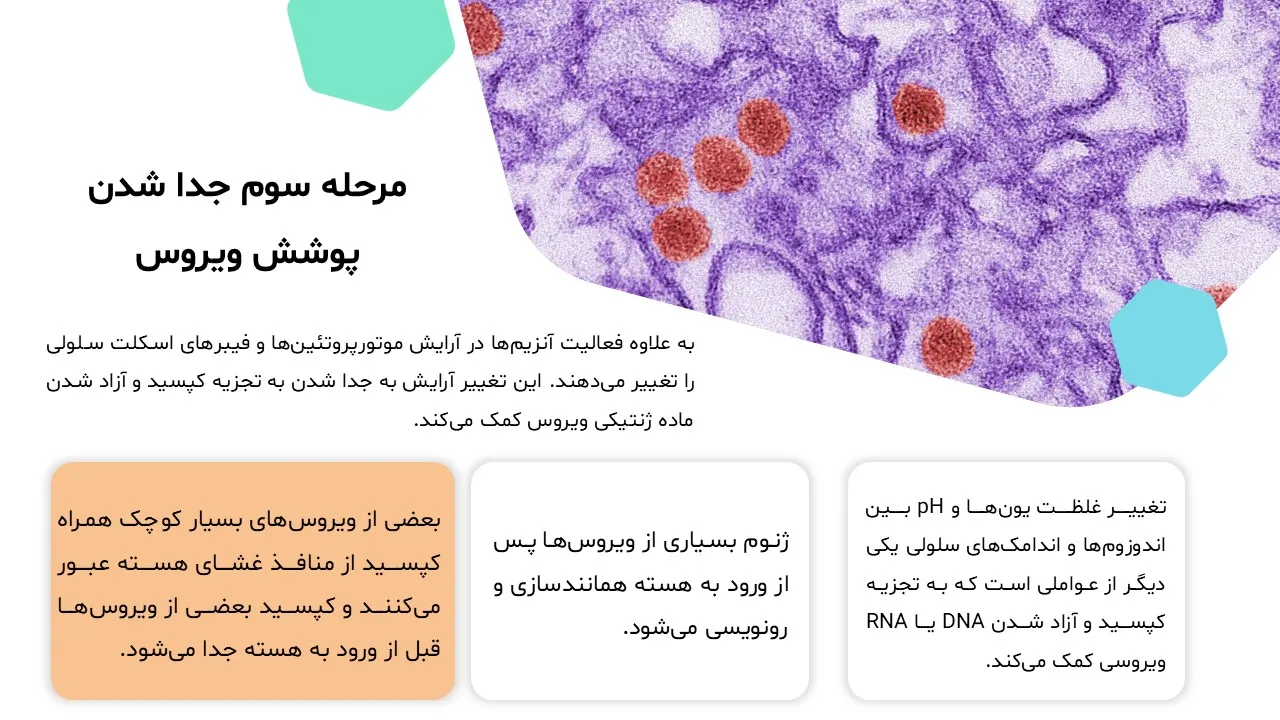 virus-replication-powerpoint-08 پاورپوینت تکثیر ویروس