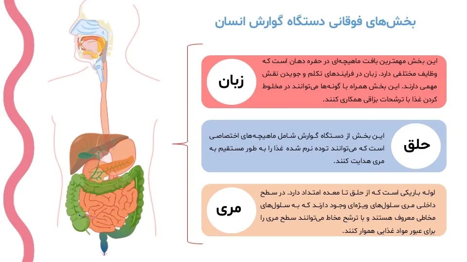 پاورپوینت سیستم گوارش بدن