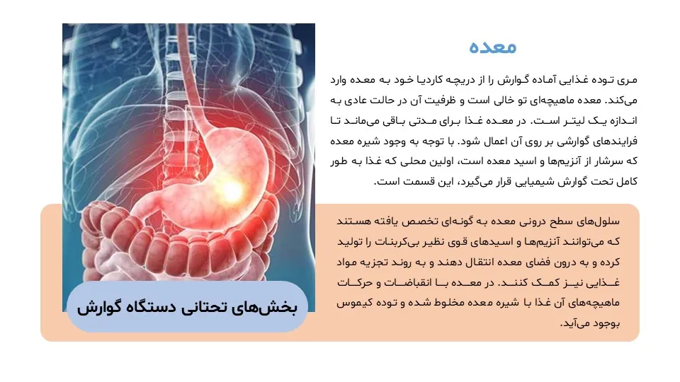 پاورپوینت سیستم گوارش بدن
