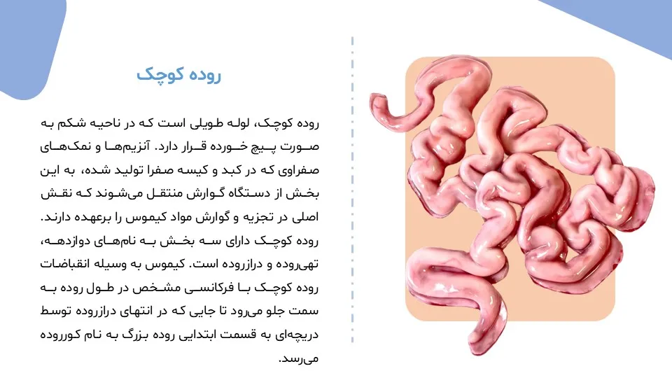 پاورپوینت سیستم گوارش بدن