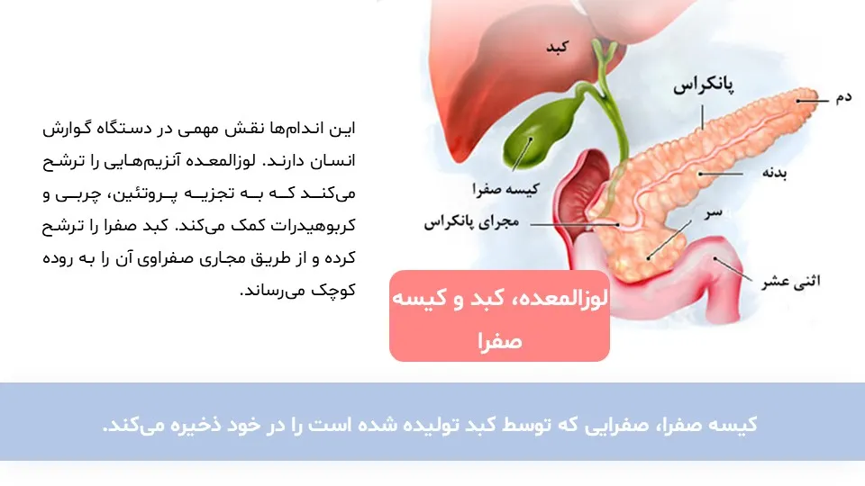 پاورپوینت سیستم گوارش بدن