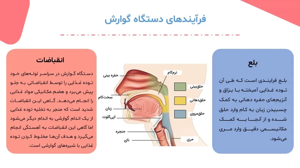 پاورپوینت سیستم گوارش بدن